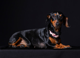 Sausage dog in pet portrait