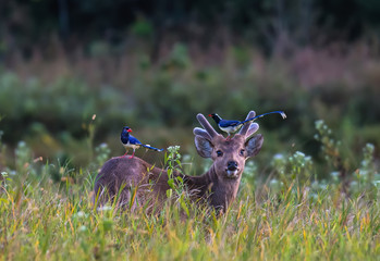 Blue magpie bird on Hog Deer in the natural grassland.