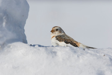 Snow bunting (Plectrophenax nivalis) feeding in winter
