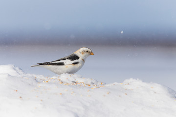 Snow bunting (Plectrophenax nivalis) feeding in winter