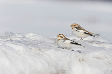 Snow bunting (Plectrophenax nivalis) feeding in winter