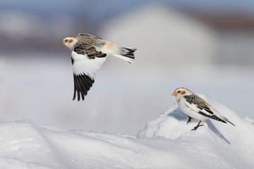 Snow bunting (Plectrophenax nivalis) feeding in winter
