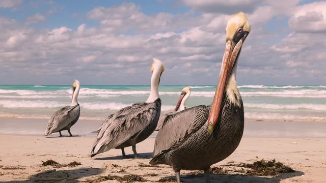 Brown pelican family on the beach, ocean waves and clouds in background