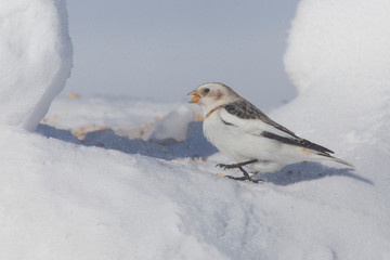 Snow bunting (Plectrophenax nivalis) feeding in winter