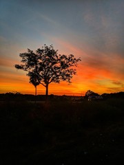 Fototapeta na wymiar A Lonely tree at the backdrop of a Sunrise.