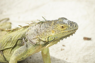Retrato de una iguana