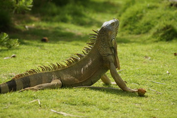 Iguana tomando sol 