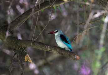 Woodland Kingfisher on a Tree bark seen at Masai Mara, Kenya, Africa