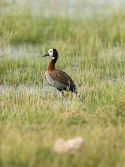 White-faced Whistling duck seen in Amboseli swamps in Kenya,Africa