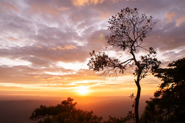Fototapeta na wymiar Beautiful sunset sky with clouds and tree at Pha Lom Sak, Phu Kradueng. Loei - Thailand