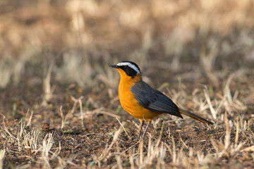 White-Browed Robin chat seen around lake Naivasha, Kenya, Africa