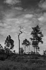 Black and white silhouette pine tree forest under afternoon sun at Phu Kradueng, Loei - Thailand
