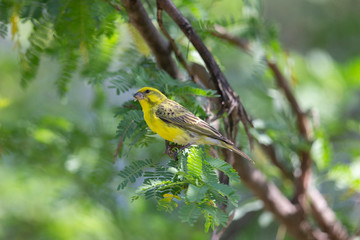White-bellied Canary bird seen at masai Mara, Kenya, Africa