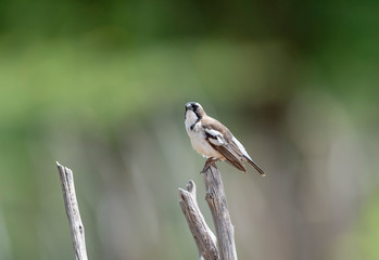 White-browed Sparrow Weaver bird seen on the way to Lake Nakuru, Kenya, Africa