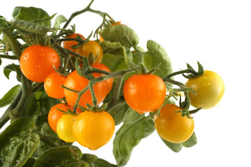 Yellow growing tomatoes isolated on white