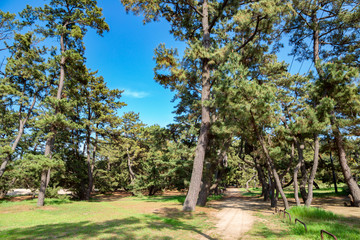 Kotohiki Park green trees in Kagawa, Japan