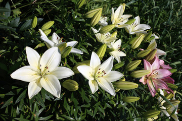 Obraz na płótnie Canvas Growing white and pink lilies
