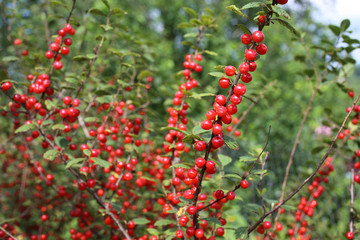 Nanking cherry. Far eastern delicacy