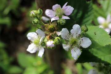 Blackberry blossom. Buds, flowers and unripe berries