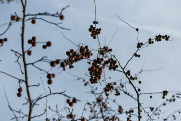 Crab apple trees in the winter