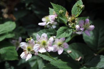 Blackberry blossom. Buds, flowers and unripe berries