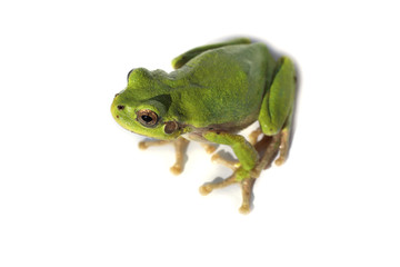 Green frog isolated on white (Hyla..japonica, Japanese tree frog)