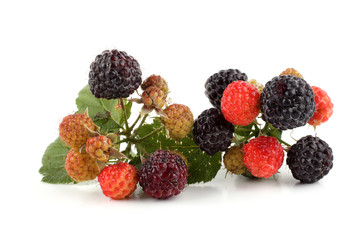Group of black raspberry (Rubus idaeus)