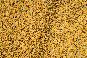 golden rice background