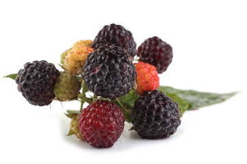 Black raspberry cluster (Rubus idaeus)