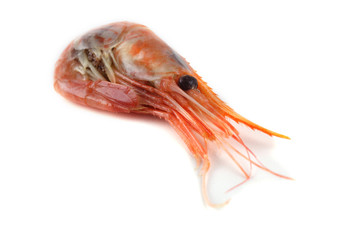 Shrimp and caviar isolated on white