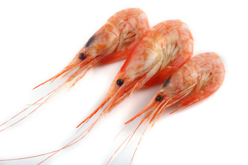 Shrimps isolated on white. Fresh sea food
