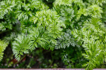 Parsley gowing in a garden