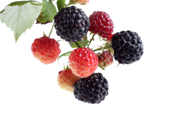 Black raspberry cluster (Rubus idaeus)