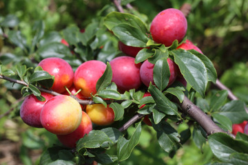 Growing plums. ripe and unripe fruits