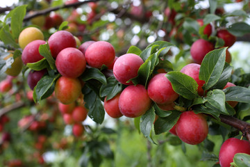 Growing plums on tree. Harvest