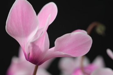 closeup of pink cyclamen flower