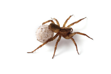 Wolf spider with cocoon isolated on white