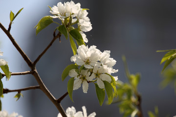 Pear blossom. Beautiful white flowers