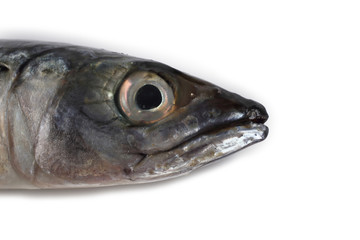 Chub mackerel (Pacific mackerel, saba)