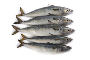 Chub mackerel (Pacific mackerel, saba)