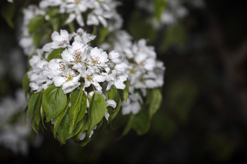 Pear blossom on dark background. Night photo