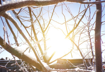 Snow-covered branches of a dry tree early in the morning in winter against the background of the rising sun. Winter forest. First snow.