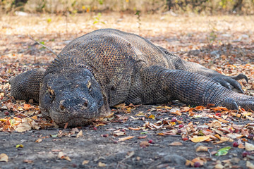 Obraz premium Lazy Komodo Dragon Laying On The Floor Ready To Attack Whenever He Wants