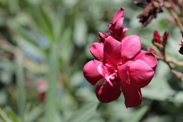 flor roja