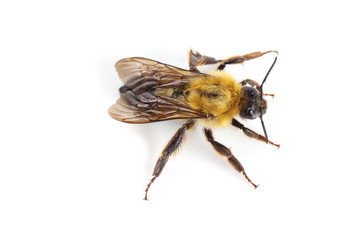 Fototapeta na wymiar Bumblebee isolated on white