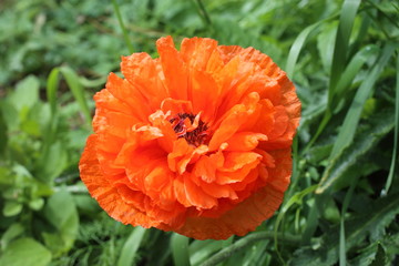 Growing orange poppy in garden