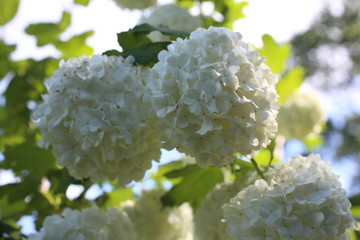 Buldenezh blossom. White beautiful flower