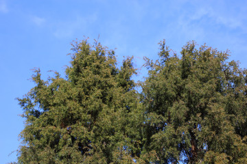 Juniperus rigida (temple juniper) tree