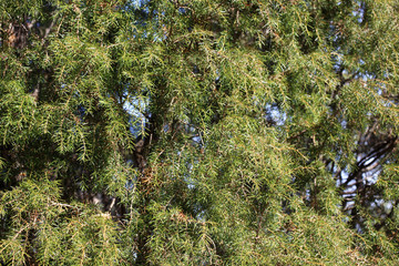 Juniperus rigida (temple juniper) tree