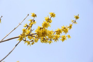 Yellow forsythia growing in garden. Spring blossom
